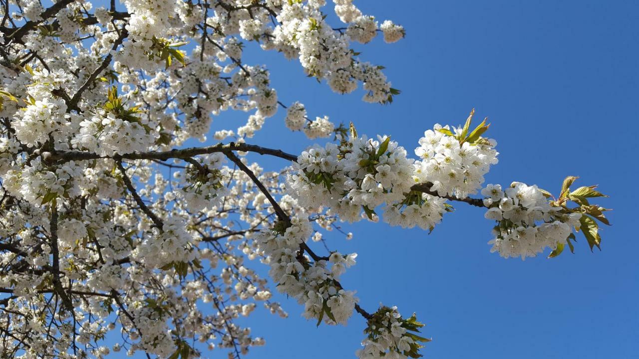 Sölvesborg B&B Villa Orion מראה חיצוני תמונה